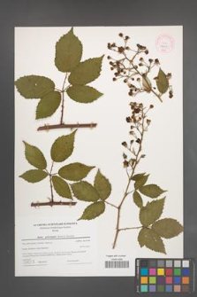 Rubus pericrispatus [KOR 44328]