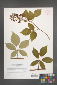 Rubus pericrispatus [KOR 44326]