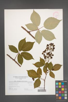 Rubus pericrispatus [KOR 44625]