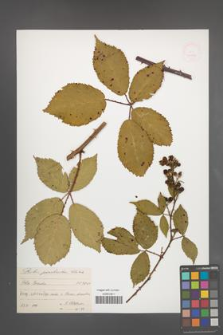 Rubus perrobustus [KOR 40283]