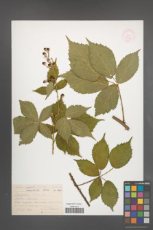 Rubus perrobustus [KOR 53038]