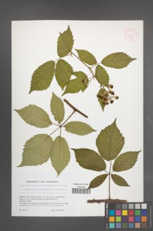 Rubus perrobustus [KOR 51789]