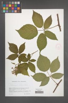 Rubus perrobustus [KOR 51786]