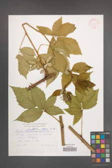 Rubus perrobustus [KOR 30746]