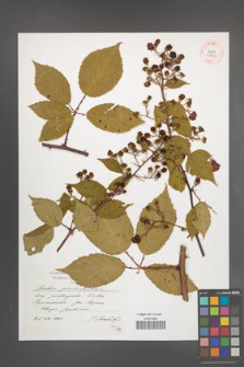 Rubus perrobustus [KOR 41298]