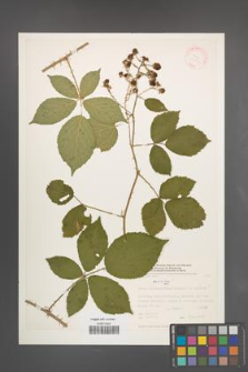 Rubus platyacanthus [KOR 32314]