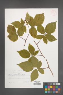 Rubus pfuhlianus [KOR 54175]