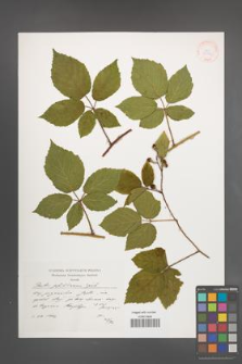 Rubus pfuhlianus [KOR 38293]