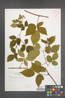 Rubus pfuhlianus [KOR 29615]