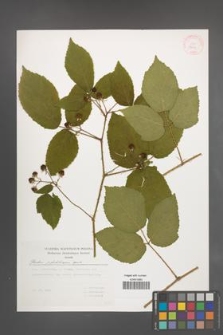 Rubus pfuhlianus [KOR 29614]