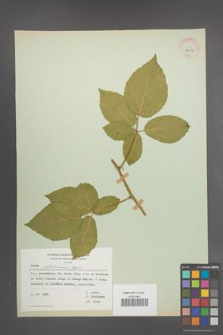 Rubus pfuhlianus [KOR 29611]