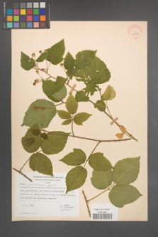 Rubus pfuhlianus [KOR 29612]