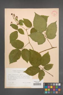 Rubus pfuhlianus [KOR 31546]