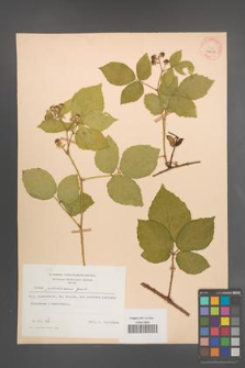 Rubus pfuhlianus [KOR 29608]