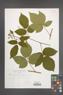 Rubus pfuhlianus [KOR 29613]