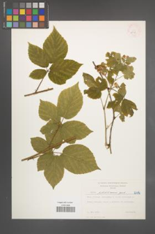 Rubus pfuhlianus [KOR 6416]