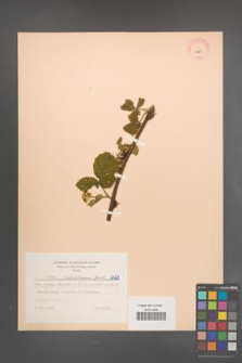 Rubus pfuhlianus [KOR 6421]