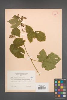 Rubus pfuhlianus [KOR 6420]
