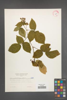 Rubus pfuhlianus [KOR 6419]