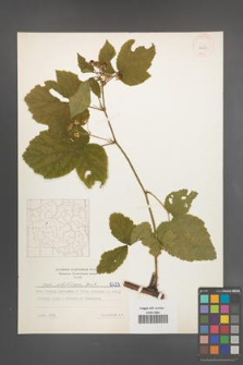 Rubus pfuhlianus [KOR 6423]