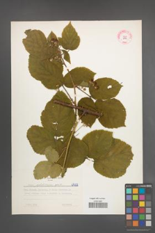 Rubus pfuhlianus [KOR 6422]