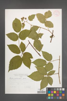 Rubus pfuhlianus [KOR 54176]