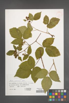 Rubus pfuhlianus [KOR 30521]
