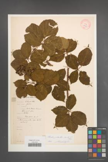 Rubus plicatus [KOR 10905]