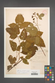 Rubus plicatus [KOR 10902]
