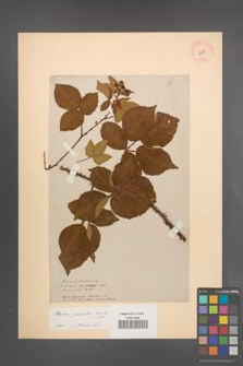 Rubus plicatus [KOR 10881]