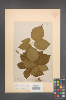 Rubus plicatus [KOR 54178]