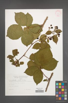 Rubus plicatus [KOR 30432]