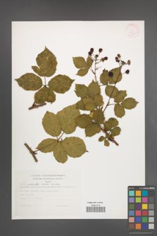 Rubus plicatus [KOR 30433]