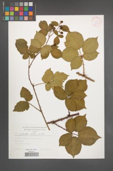 Rubus plicatus [KOR 30434]