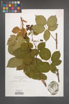 Rubus plicatus [KOR 30440]
