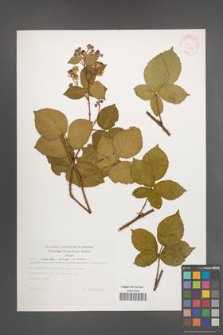 Rubus plicatus [KOR 30572]