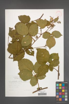 Rubus plicatus [KOR 30569]