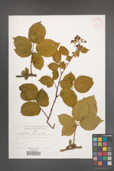 Rubus plicatus [KOR 30570]