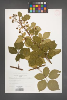Rubus plicatus [KOR 30425]