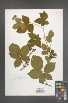 Rubus plicatus [KOR 30576]