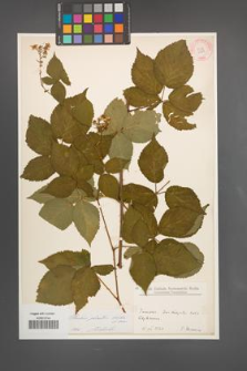 Rubus plicatus [KOR 10919]