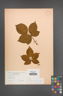 Rubus plicatus [KOR 30679]