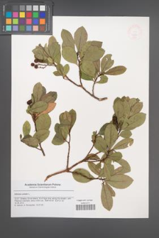 Arbutus unedo [KOR 47830]