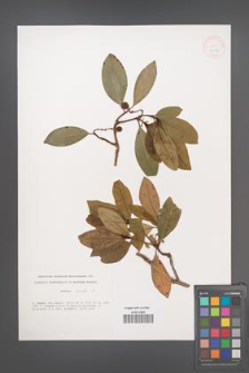 Arbutus unedo [KOR 33272]