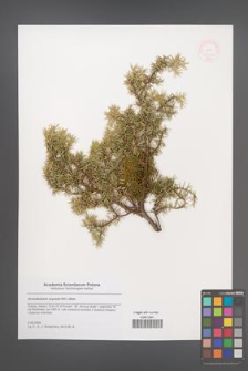 Arceuthobium oxycedri [KOR 48762]