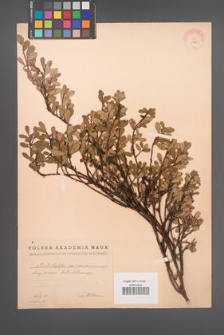Arctostaphylos uva-ursi [KOR 11924]