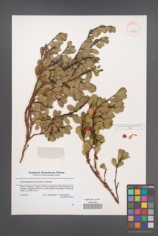 Arctostaphylos uva-ursi [KOR 43226]