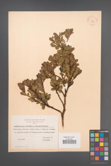 Arctostaphylos uva-ursi [KOR 11923]