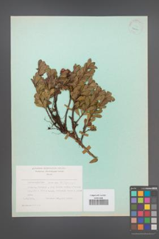 Arctostaphylos uva-ursi [KOR 24426]