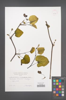 Aristolochia macrophylla [KOR 42623]